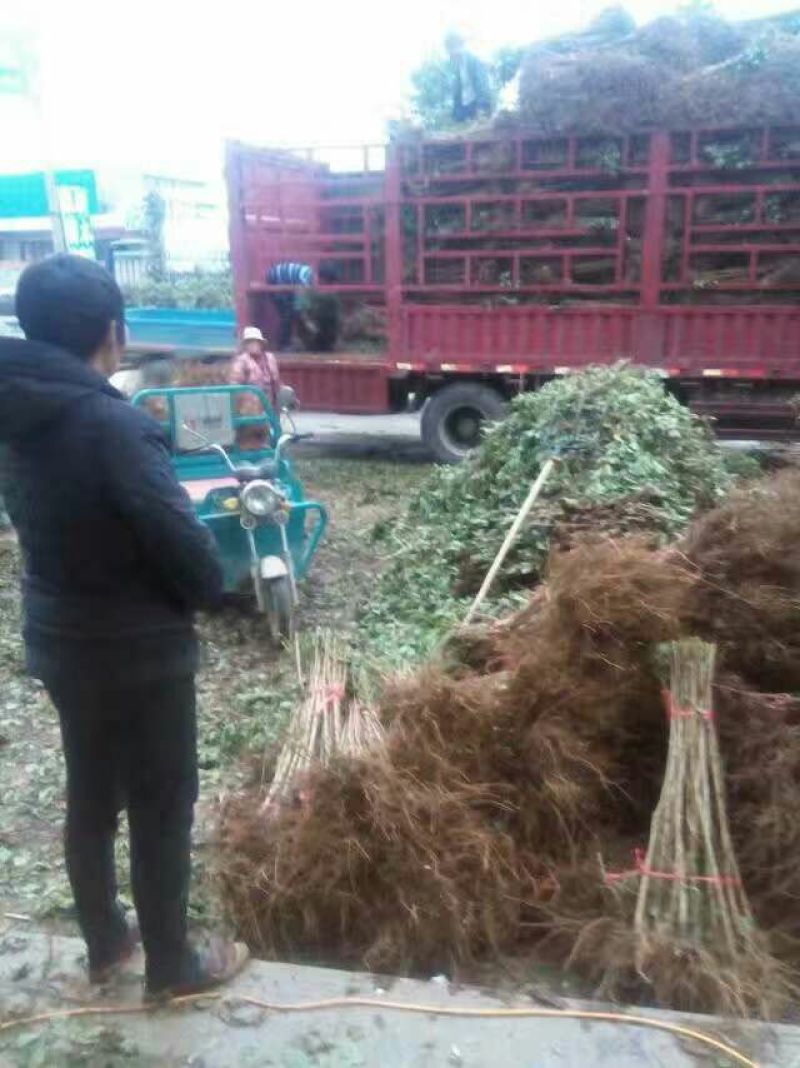 核桃苗二年苗50~100cm