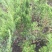 龙柏苗营养钵龙柏小苗