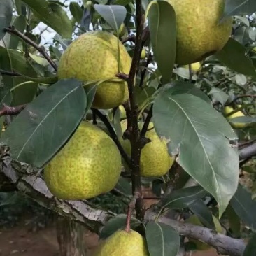 莱阳梨