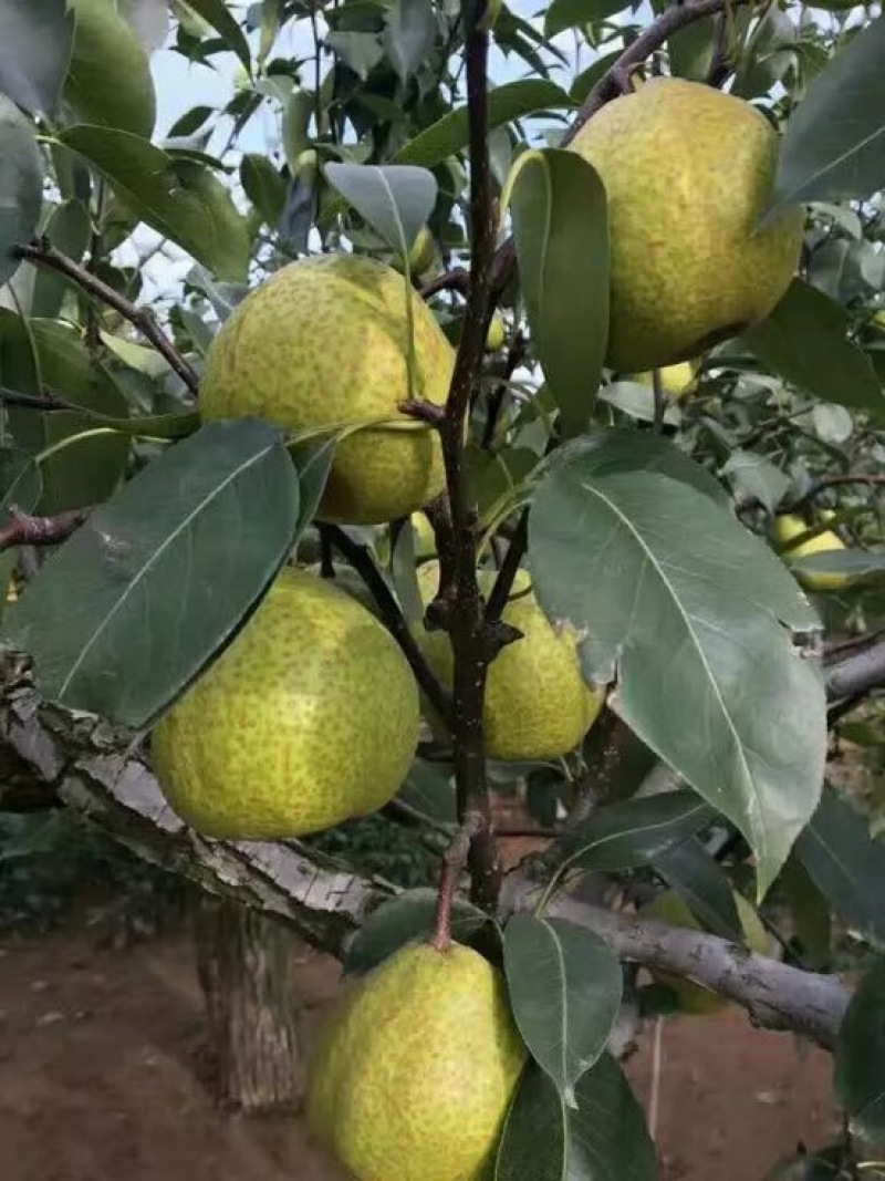 莱阳梨