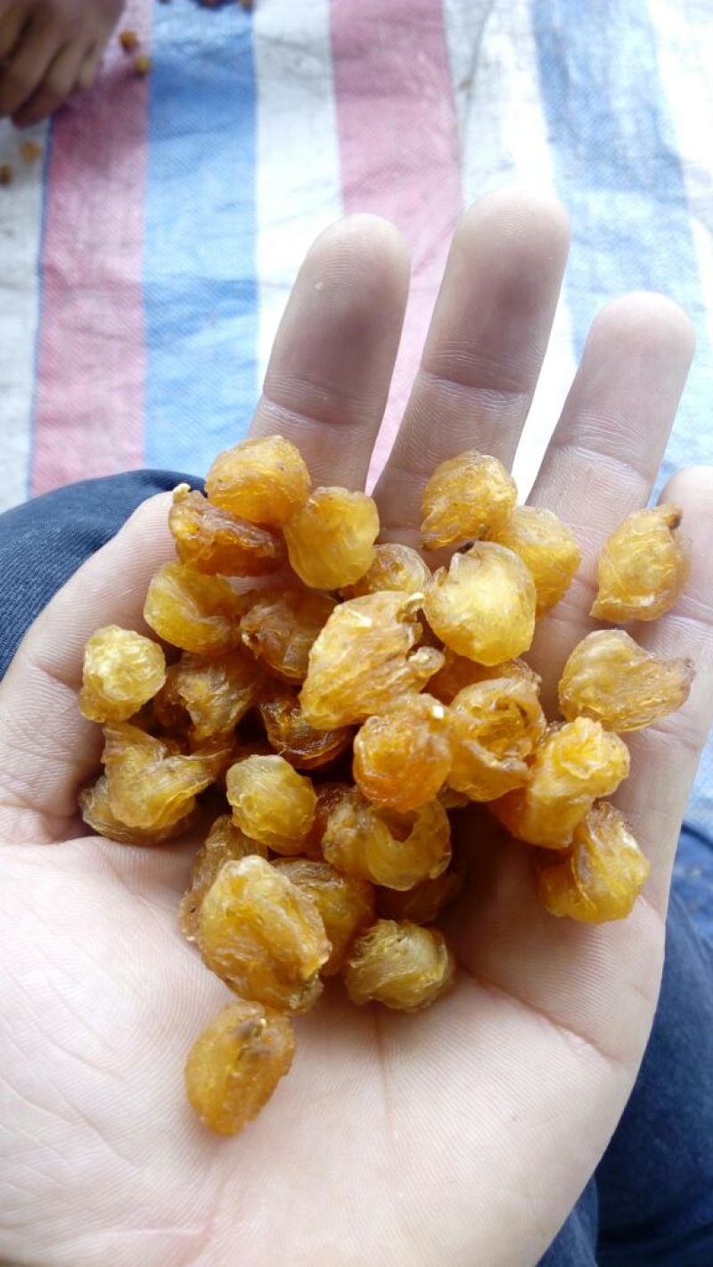 桂圆