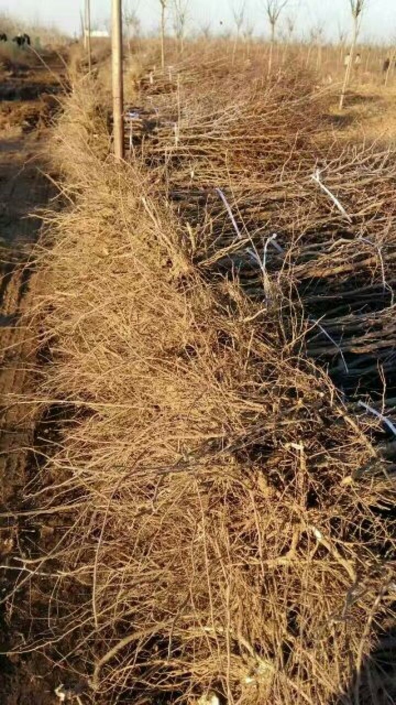 大枣苗30~50cm