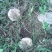 野生菌斗鸡公