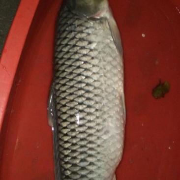 鲫鱼食用