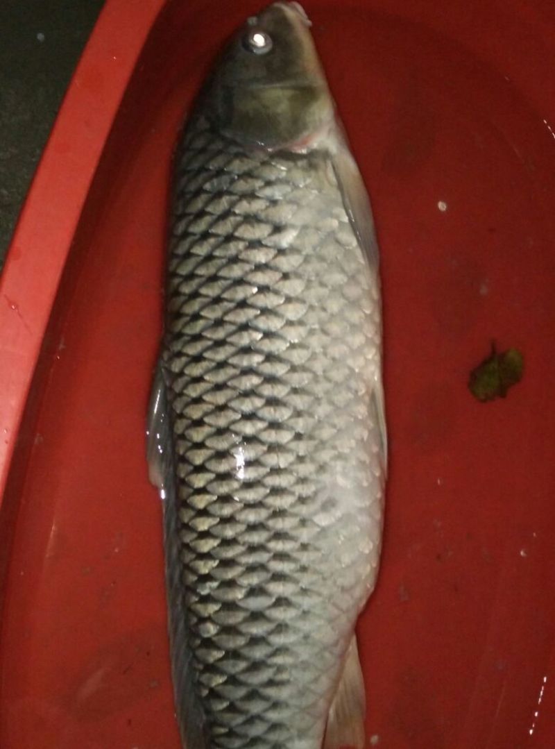 鲫鱼食用