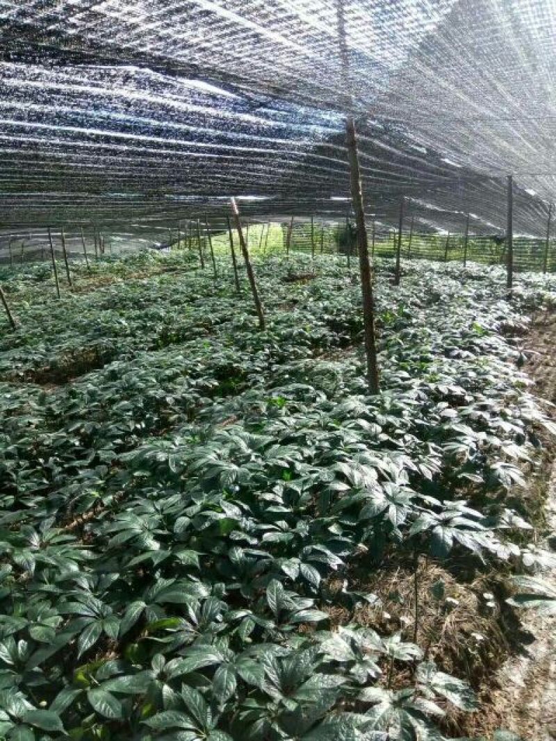 三七精选足40头，文山三七