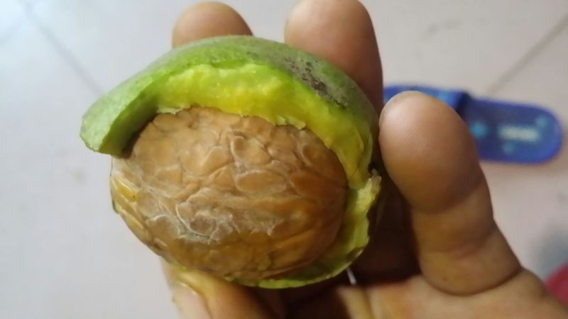 核桃去皮