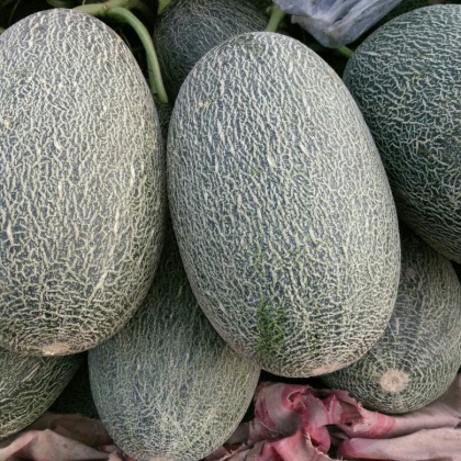 山东聊城市莘县长香玉哈密瓜 3斤以上 长形批