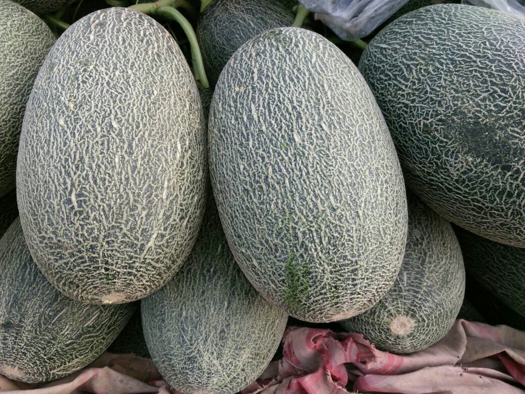 山东聊城市莘县长香玉哈密瓜 3斤以上 长形批