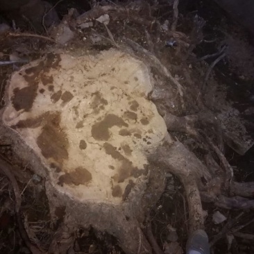 造型树