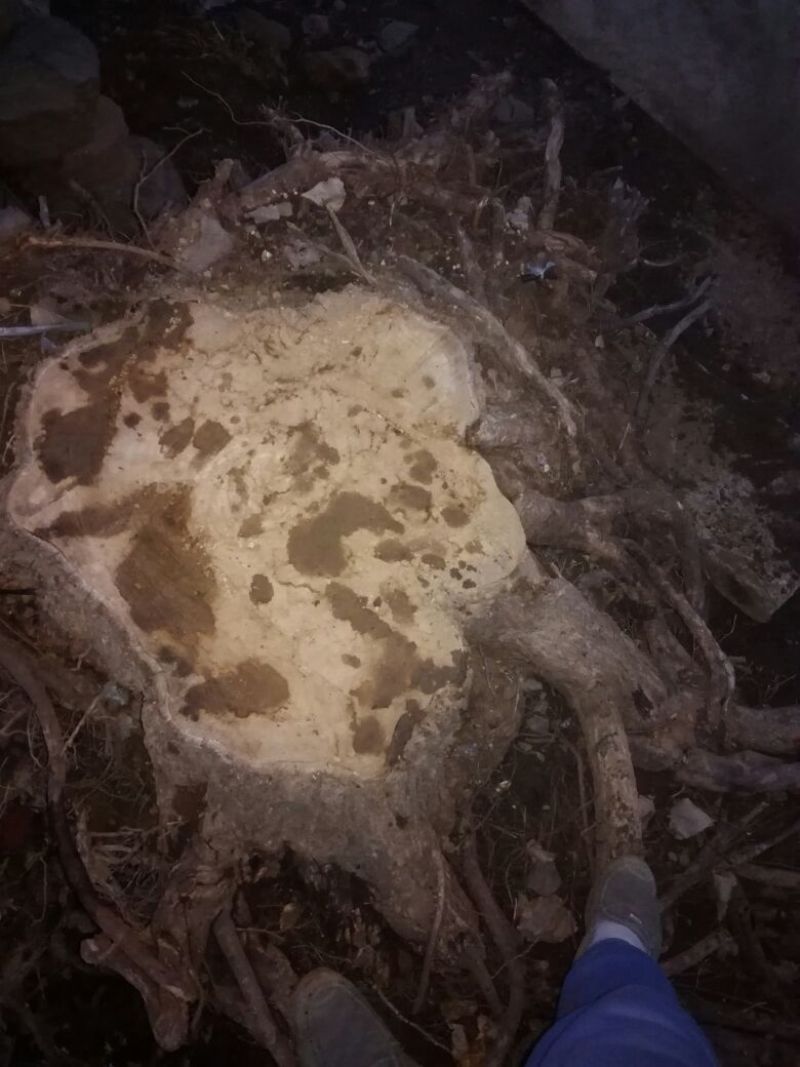造型树