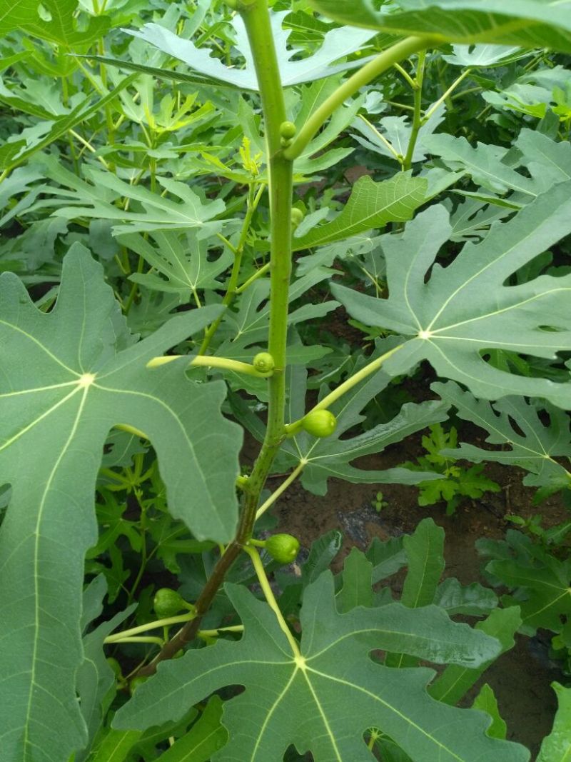 甜宝草莓苗10~20cm