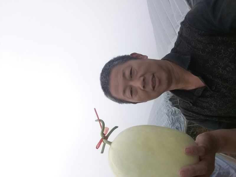 网纹瓜3斤以上长圆形