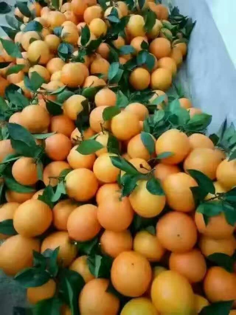 冰糖橙橙
