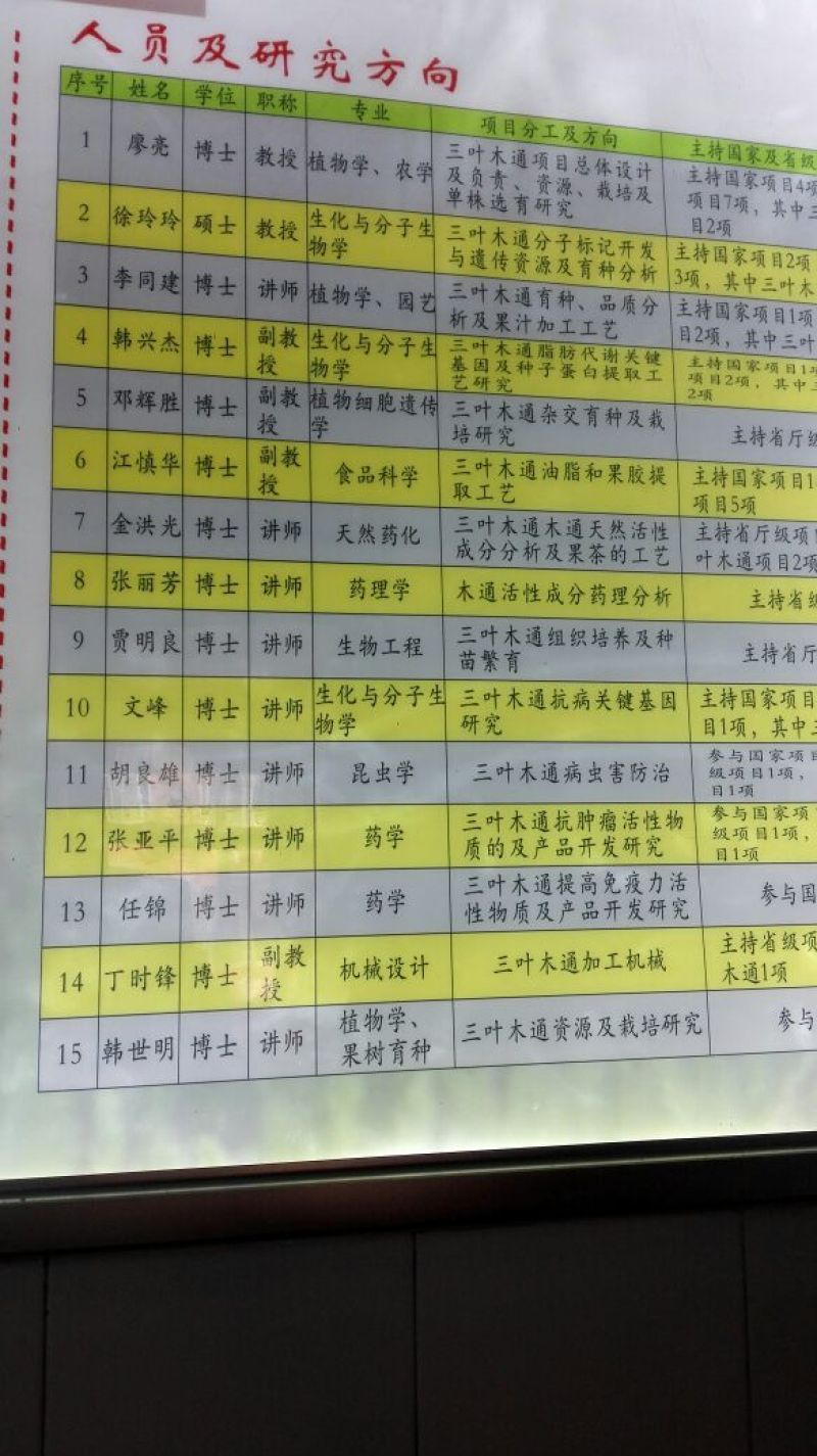 八月瓜苗