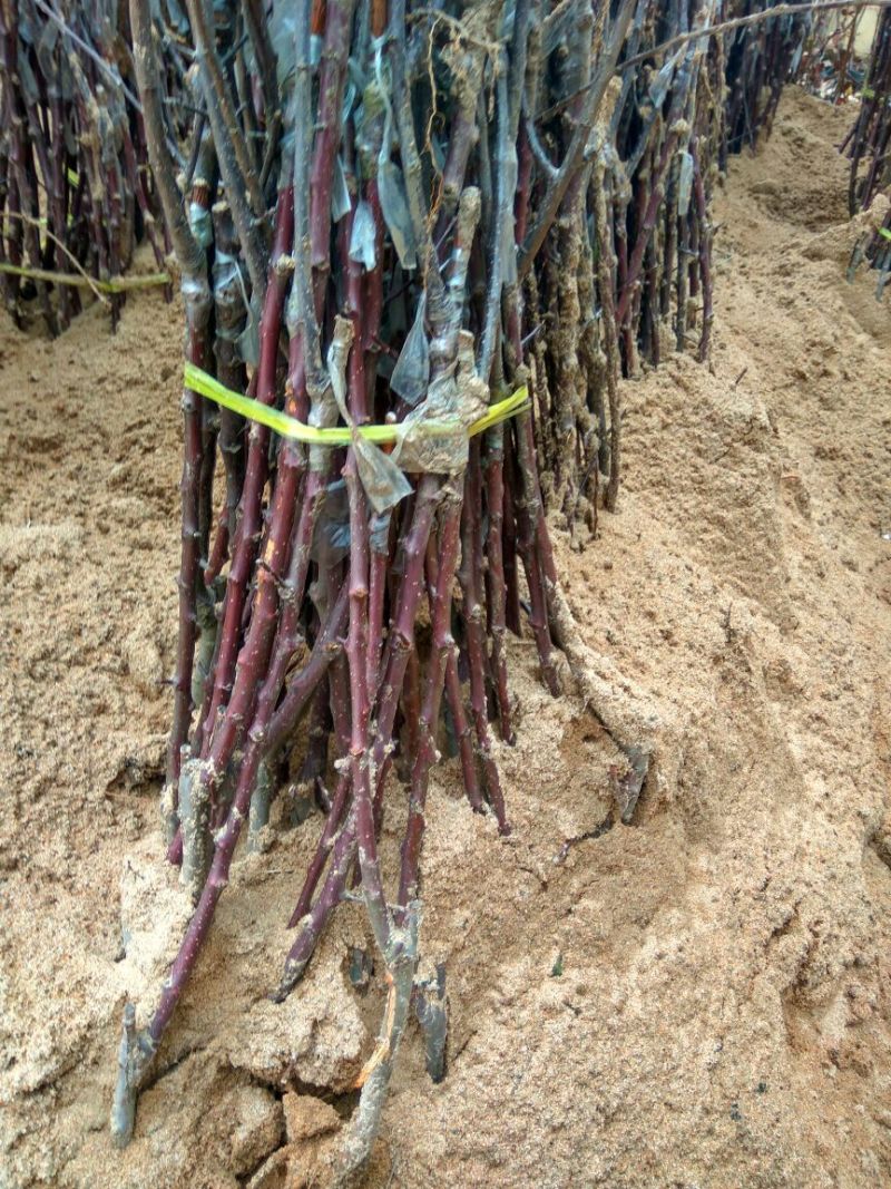 M26矮化砧木苹果苗矮化苹果苗苹果苗批发苹果苗育苗基地
