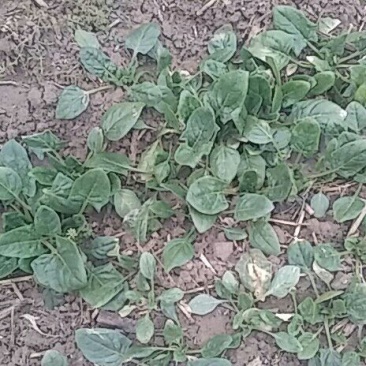 大叶菠菜15~20厘米