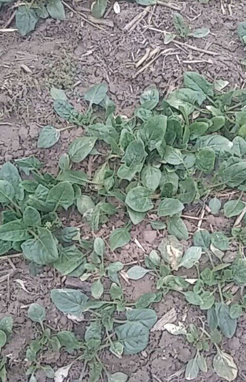 大叶菠菜15~20厘米