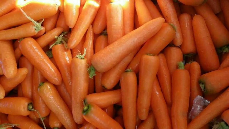 三红胡萝卜水洗15厘米以上