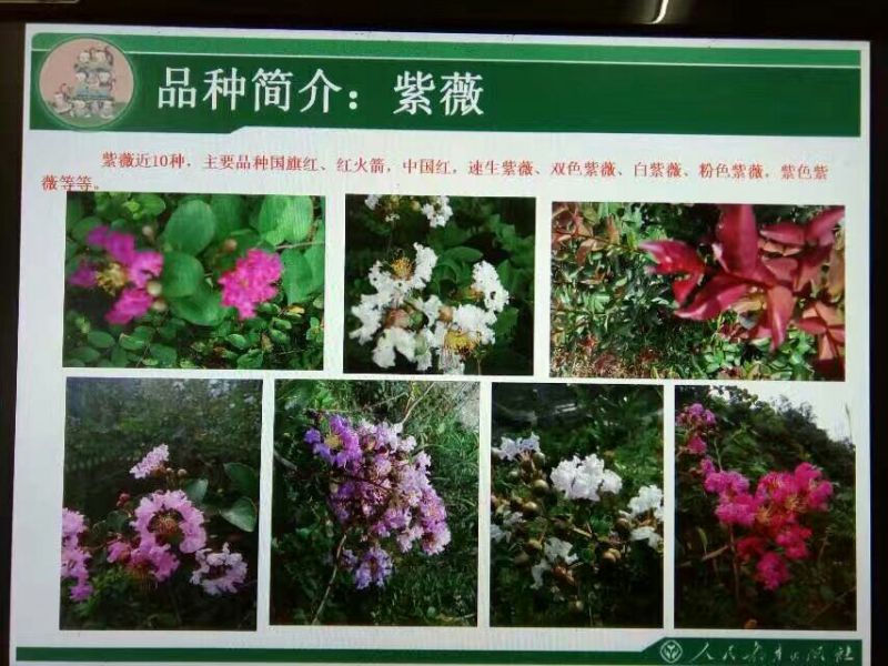 紫薇2~4cm2.5~3米1米以下