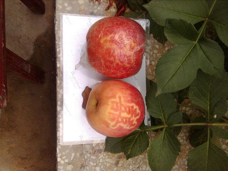 红富士苹果75mm以上膜袋