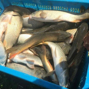 池鲤鱼食用1~2公斤