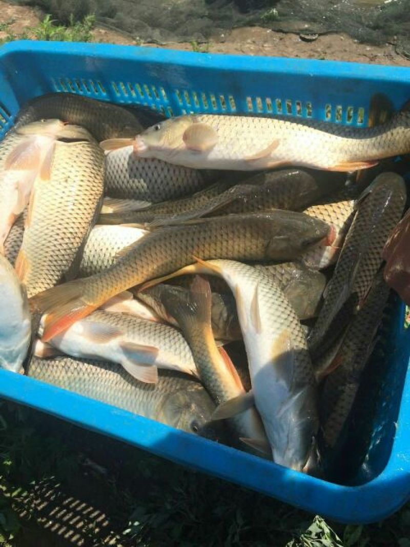池鲤鱼食用1~2公斤