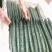 黄瓜25公分以上鲜花带刺大量上市欢迎新老客户