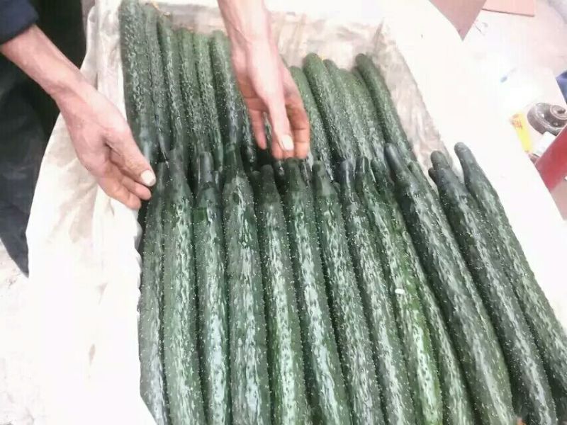 黄瓜25公分以上鲜花带刺大量上市欢迎新老客户