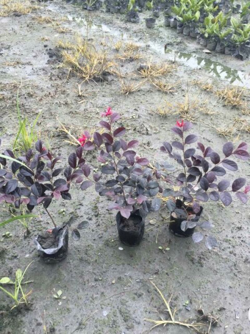 红花继木2cm以下