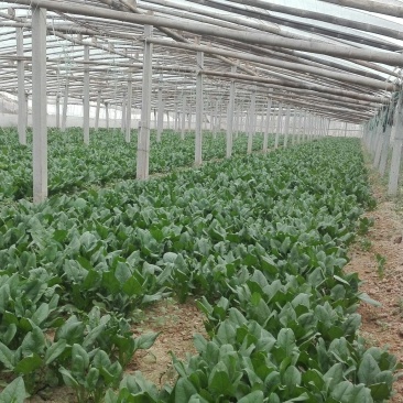 黑叶菠菜25~30厘米