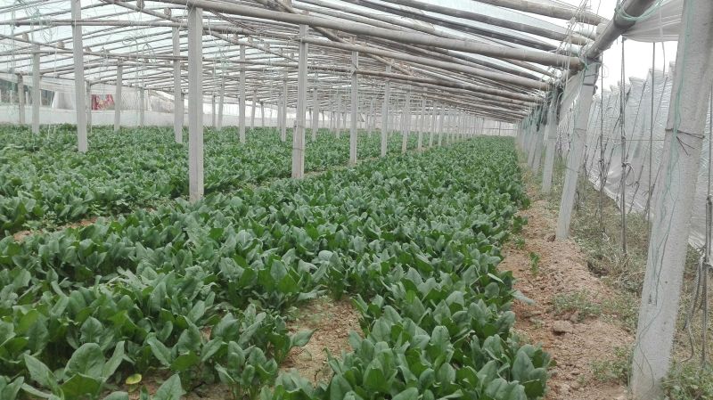 黑叶菠菜25~30厘米