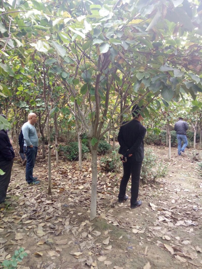 白玉兰8~10cm价格，红玉兰10-12公分直销基地
