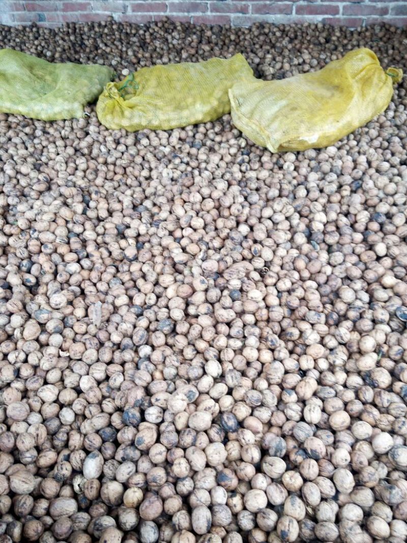 薄皮核桃30mm以上去皮