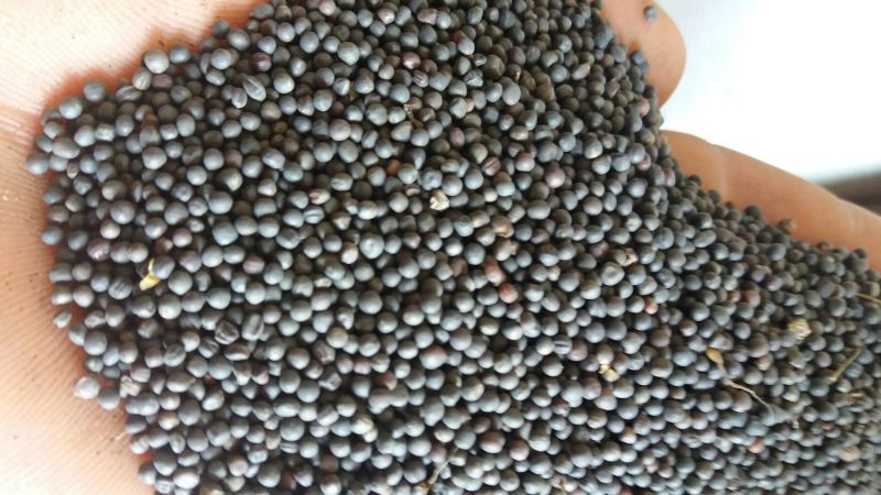 油菜籽1