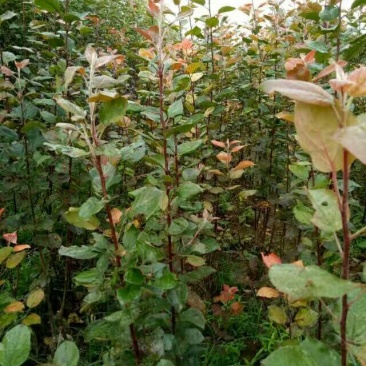 红富士苹果树苗红肉苹果苗