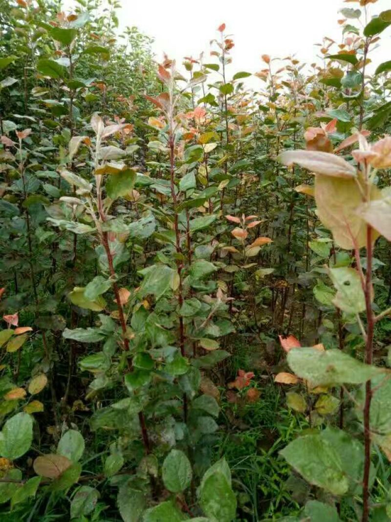 红富士苹果树苗红肉苹果苗