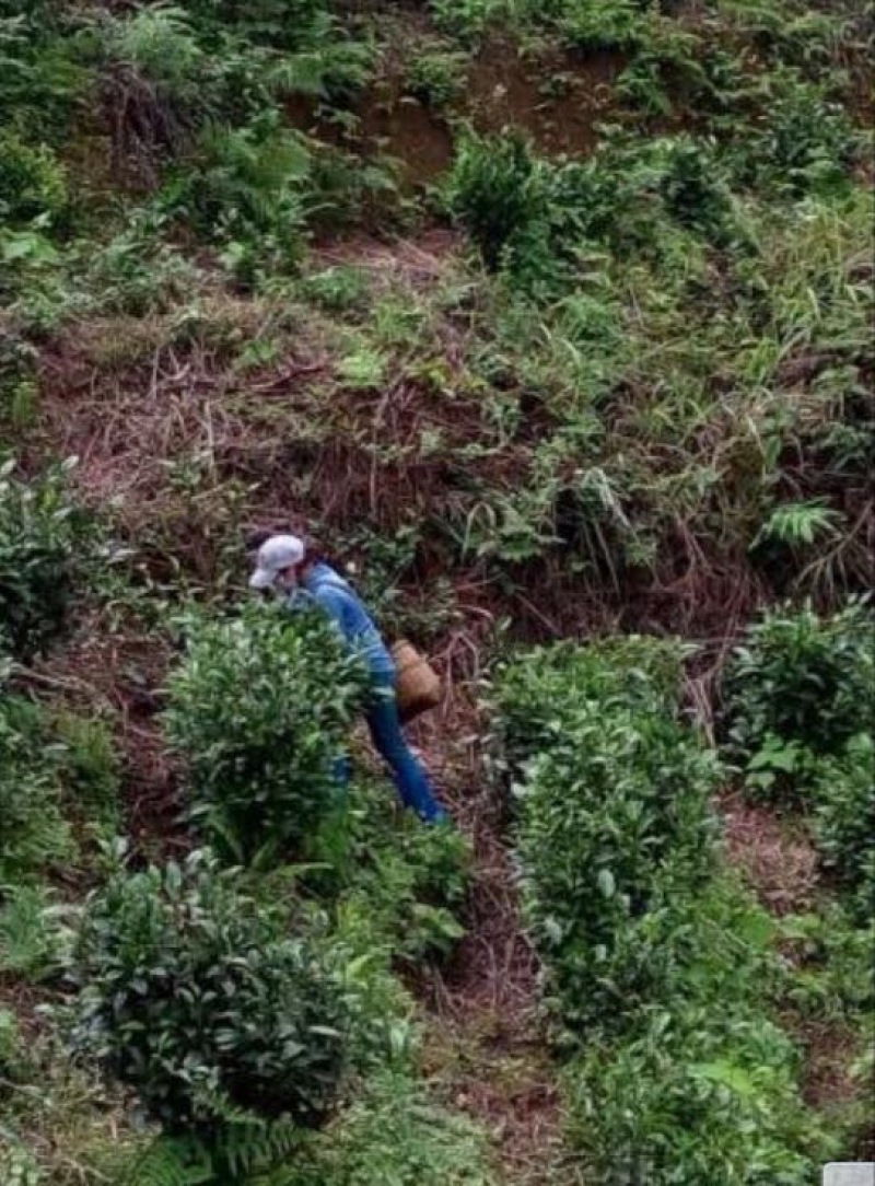 老树茶