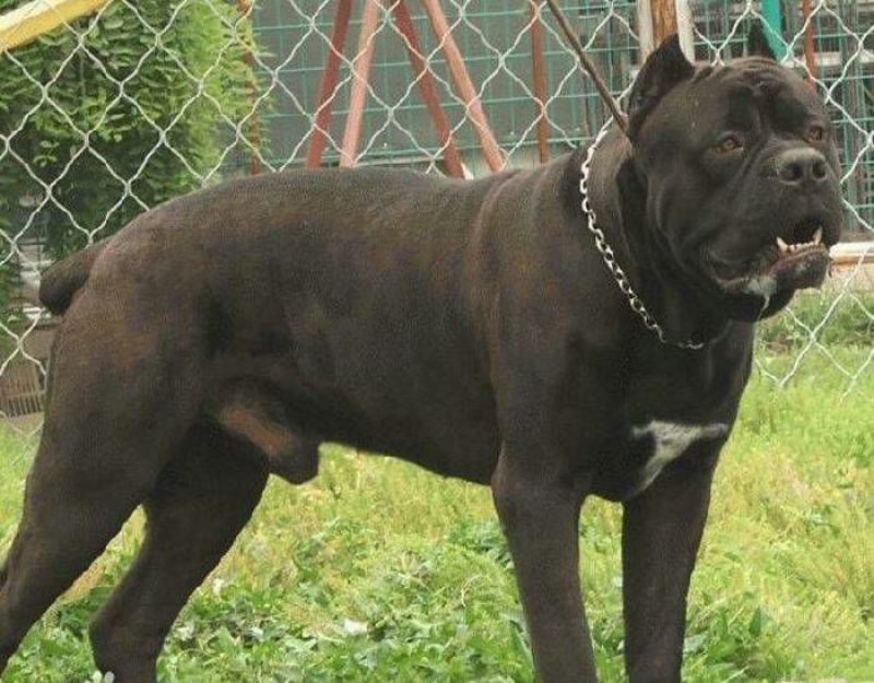 比特犬