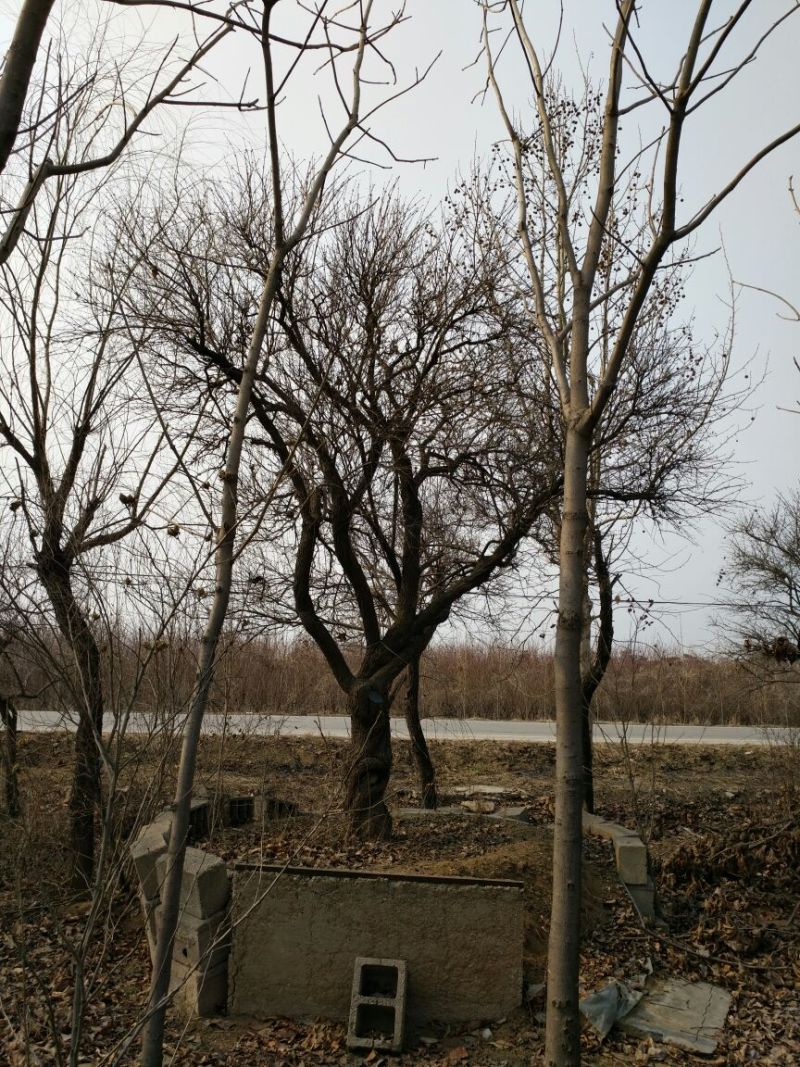 白丁香16~18cm12~14cm3.5~4米