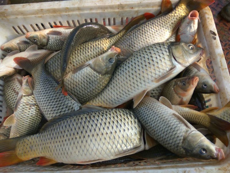 河鲤鱼食用1~2公斤