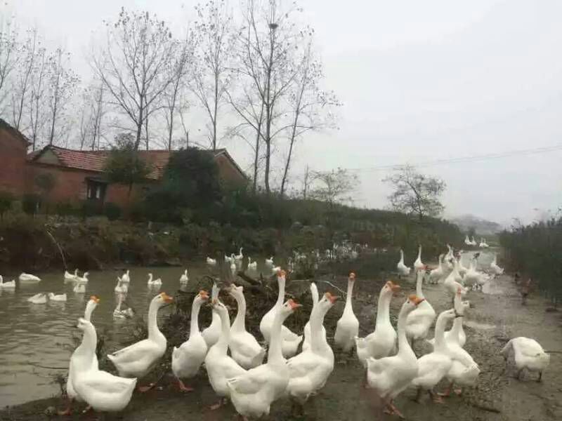 狮头鹅苗