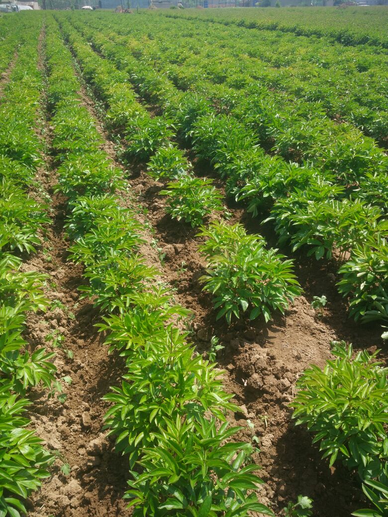 白芍种苗安徽亳州谯城区_批发_供应-一亩田农