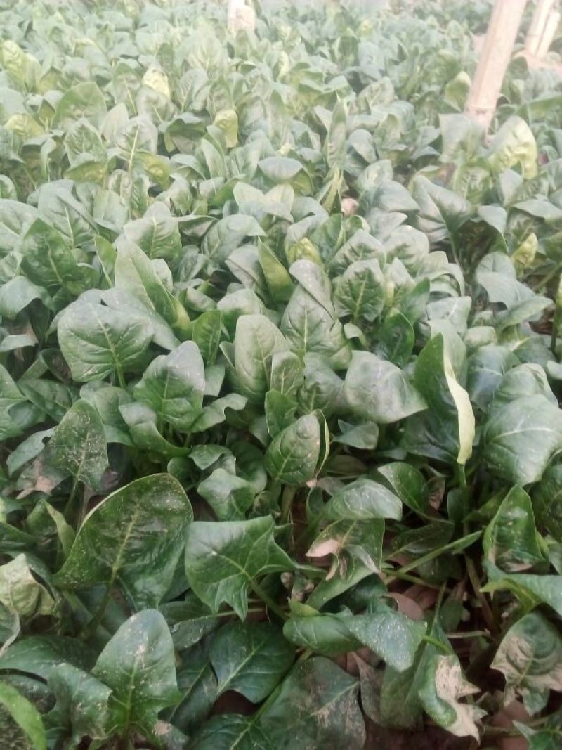 大叶菠菜15~20厘米