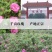 玫瑰花茶