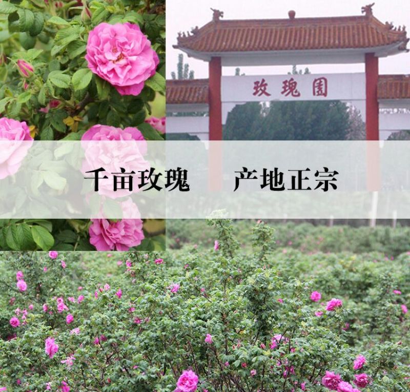 玫瑰花茶