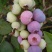 蓝莓10~12mm以上