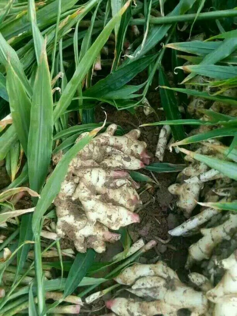 生姜5两以上带土