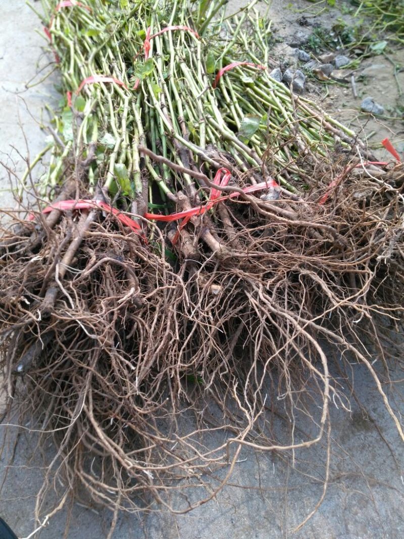 葡萄苗1年50~80cm
