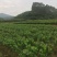 香水柠檬树苗